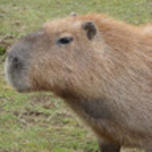 Meet your Posher, Jack